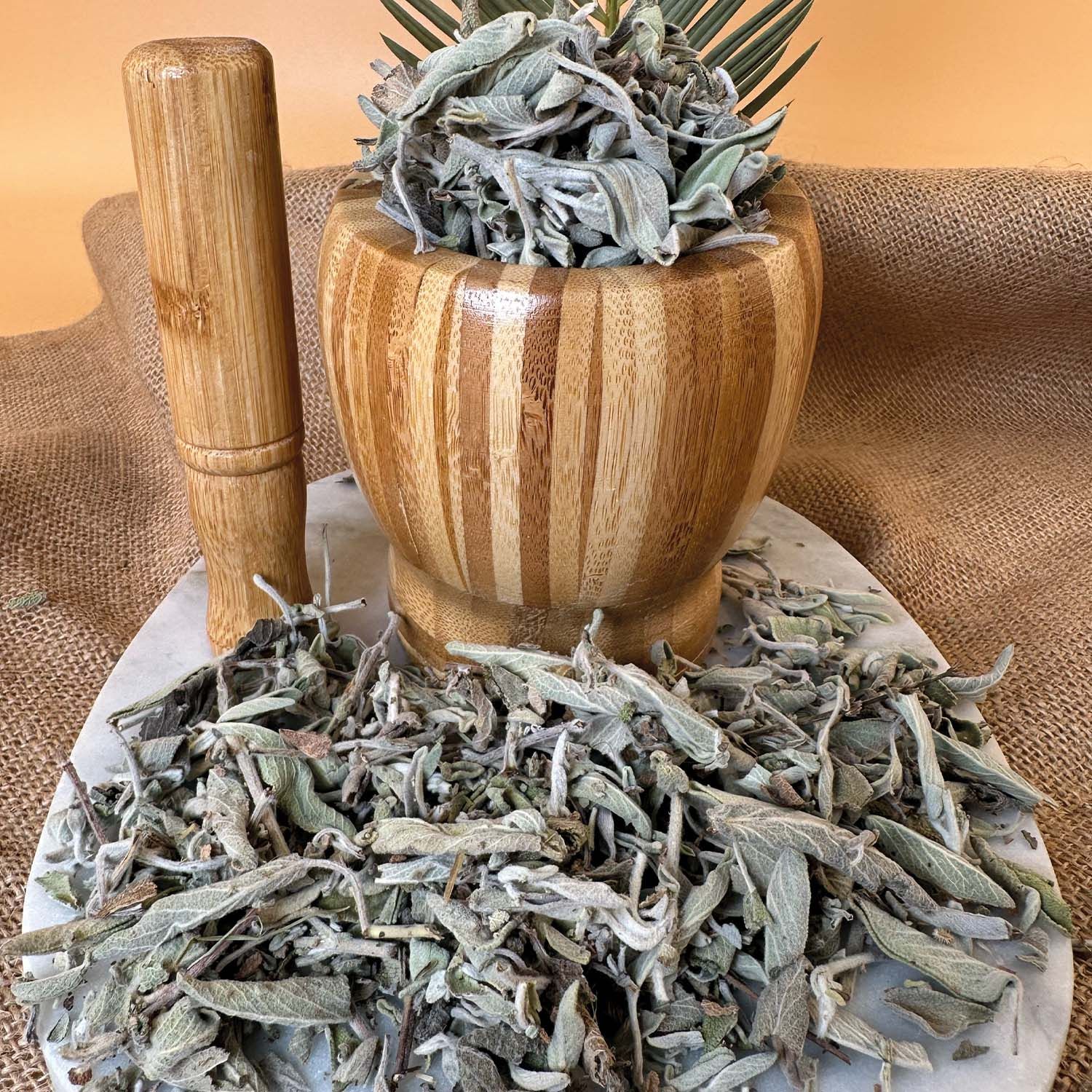 Uç Yaprak Adaçayı - 1